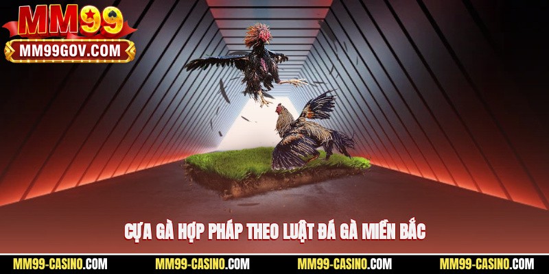 Cựa gà hợp pháp theo luật đá gà miền Bắc