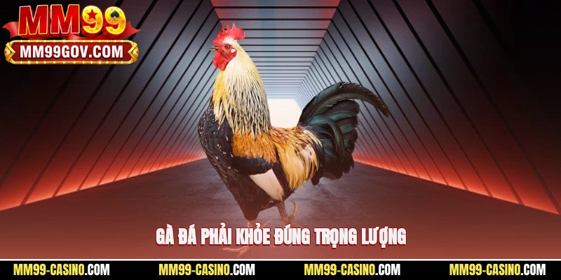 Gà đá phải khỏe, đúng trọng lượng