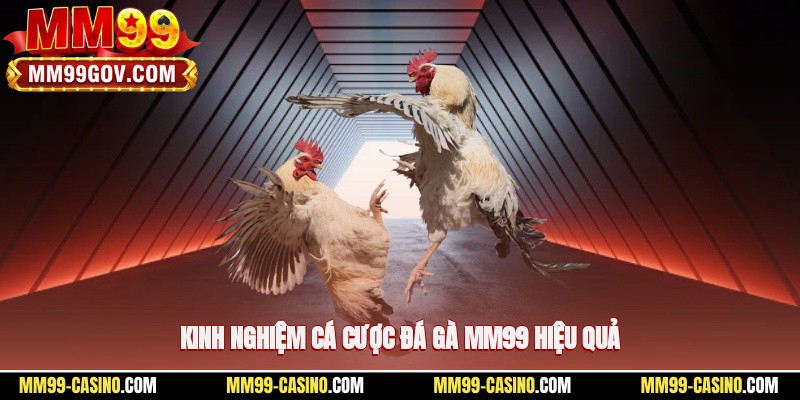 Kinh nghiệm cá cược đá gà MM99 hiệu quả