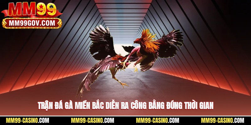 Trận đá gà miền Bắc diễn ra công bằng, đúng thời gian